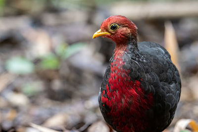 Close-up of parrot perching on red