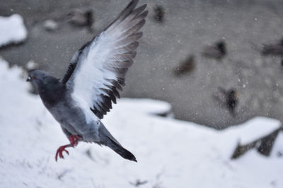 Bird flying over snow