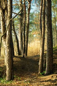 Trees in forest during autumn