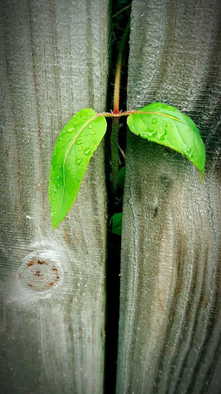 HIGH ANGLE VIEW OF LEAVES ON WOOD