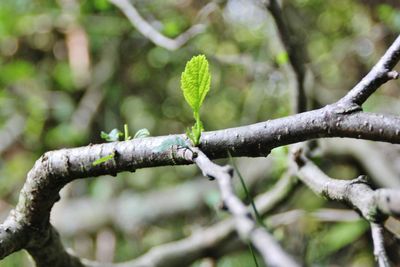 Close-up of plant against blurred background