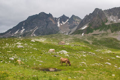 Horse grazing on mountain range