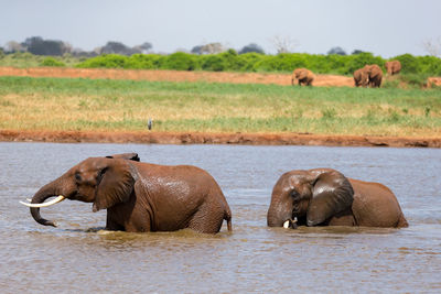 Elephant in a lake