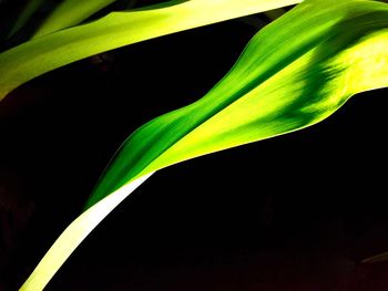Close-up of leaves