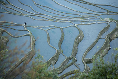 Full frame shot of trees on land