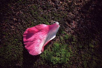 High angle view of autumn leaf