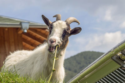 Close-up portrait of goat