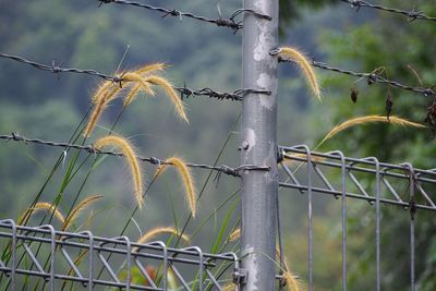 Close-up of barbed wire fence against sky