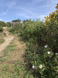 View of plants growing on landscape against sky