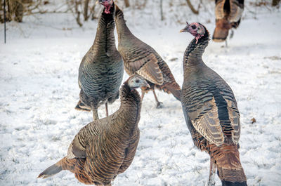 Wild turkeys looking for food on a cold winter day