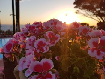 Close-up of flowers blooming against sky during sunset