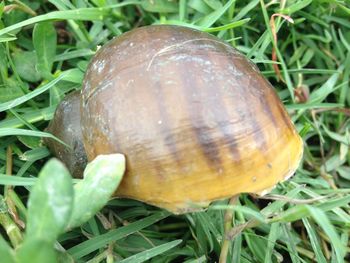 Close-up of snail on leaf