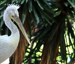 Close-up of a bird