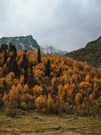 Scenic view of trees against sky during autumn