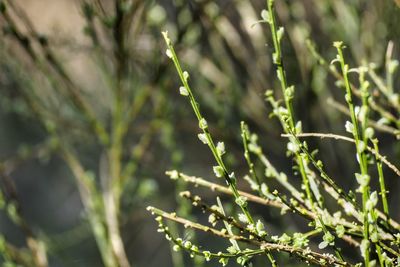 Close-up of plant growing on field