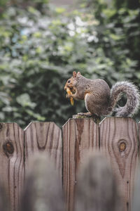 Close-up of squirrel on wood