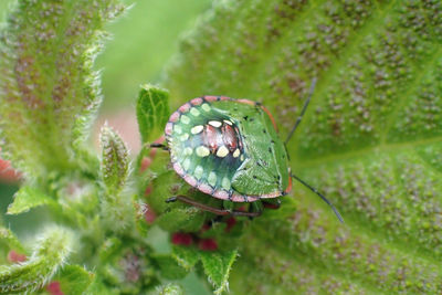 High angle view of shield bug on plant leaf