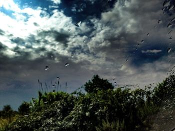 Low angle view of trees against cloudy sky