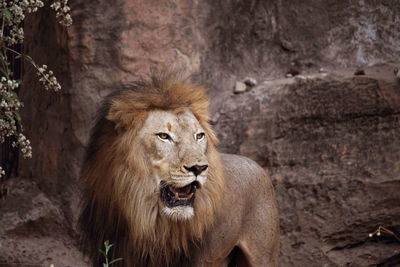 Portrait of cat in zoo