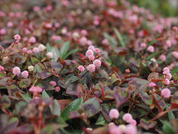 Close-up of pink flowering plants