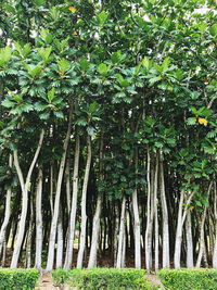 View of trees in forest