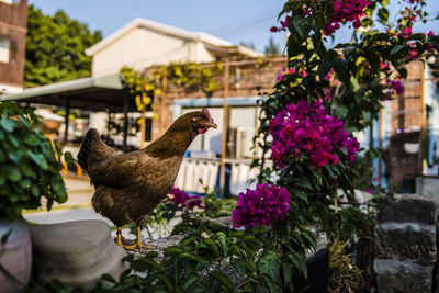 Hen and bougainvillea on a wall outside a village house