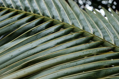 Close-up of wet palm leaf