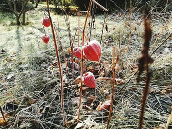 Close-up of plants against blurred background