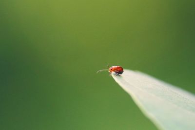 Close-up of ladybug on leaf