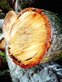 Close-up of log