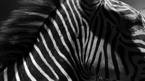 Close-up of zebra