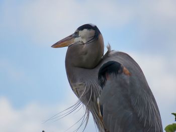 Close-up of a bird