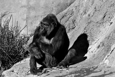 Monkey sitting on rock