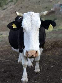 Portrait of a cow