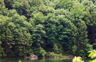 Scenic view of lake in forest