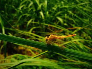 Close-up of insect on grass