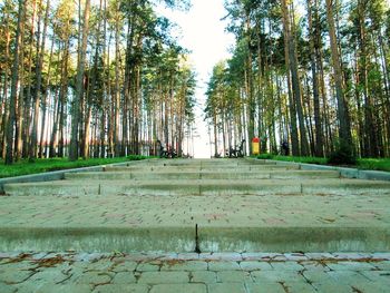 Trees in forest