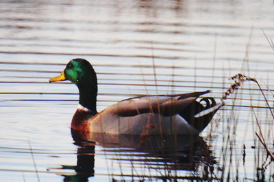 Side view of mallard duck swimming in lake