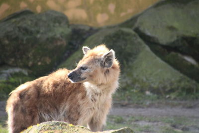 Close-up of hyena outdoors