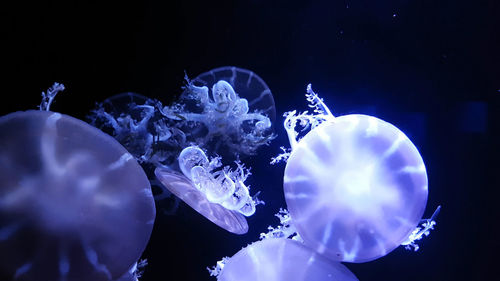 Close-up of jellyfish swimming in sea