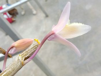 Close-up of pink flower blooming outdoors