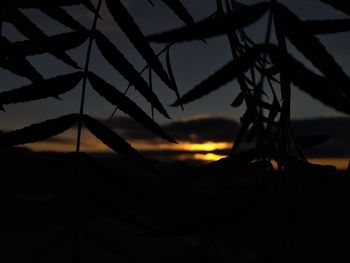 Close-up of silhouette trees against sky during sunset