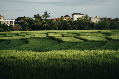 Scenic view of grassy field by palm trees and houses against sky