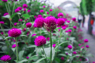 Close-up of pink flowering plants in park