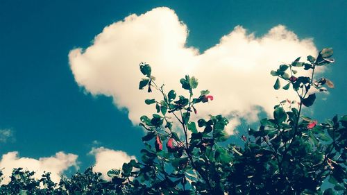 Low angle view of plants against cloudy sky