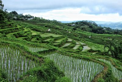 Scenic view of agricultural field against sky