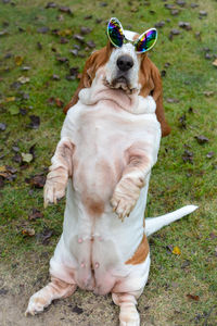 Dog on field wearing funny glasses 