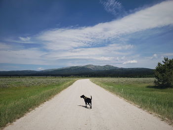 Dog on road amidst green landscape against sky