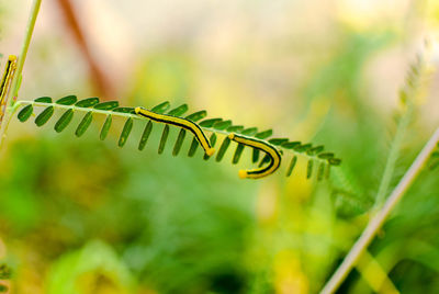 Close-up of fern leaves