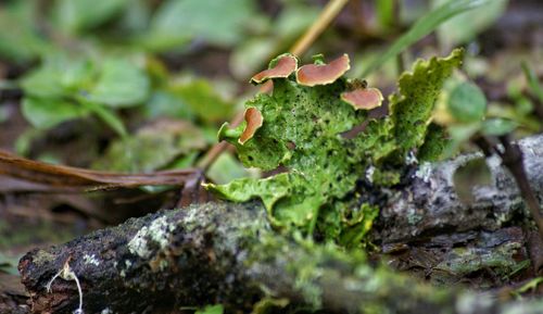 Close-up of plant